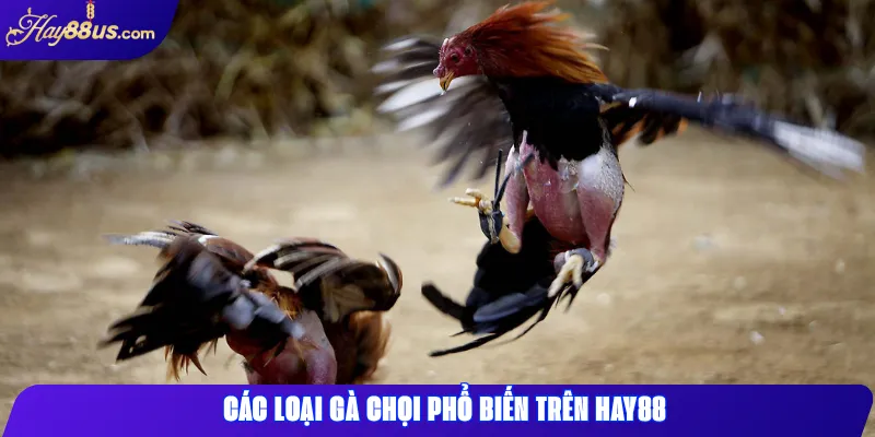 Các loại gà chọi phổ biến trên Hay88
