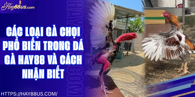 Các Loại Gà Chọi Phổ Biến Trong Đá Gà Hay88