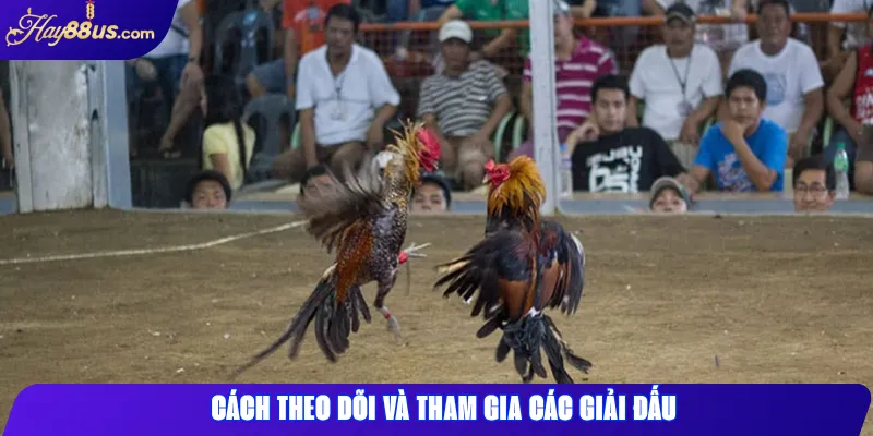 Cách theo dõi và tham gia các giải đấu