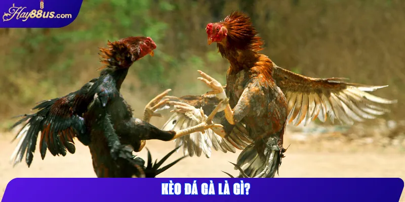Kèo đá gà là gì?