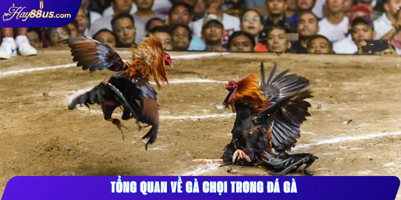 Tổng quan về gà chọi trong đá gà